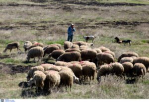 Υπ. Αγροτικής Ανάπτυξης: Κοινό μέτωπο κυβέρνησης και Περιφερειών για την ευλογιά των αιγοπροβάτων