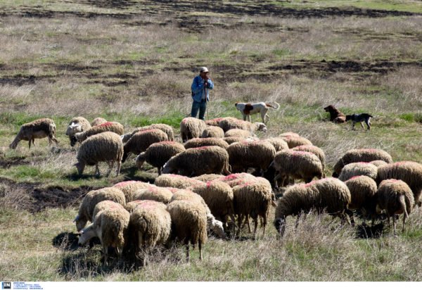 Υπ. Αγροτικής Ανάπτυξης: Κοινό μέτωπο κυβέρνησης και Περιφερειών για την ευλογιά των αιγοπροβάτων