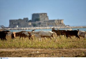 Φάκελο με στοιχεία για την ευλογιά των αιγοπροβάτων παρέδωσε στον Εισαγγελέα του Αρείου Πάγου ο Τσιάρας