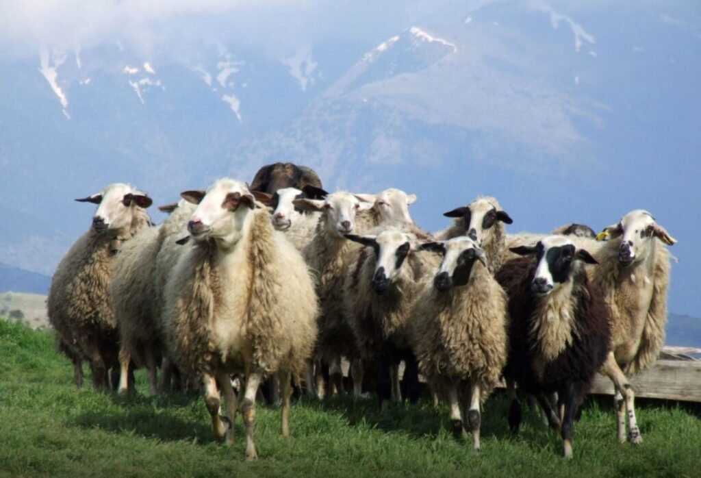 Έκτακτη ενίσχυση σε κτηνοτρόφους λόγω ευλογιάς – Πόσα χρήματα θα πάρουν ανά ζώο και πότε – enikonomia.gr