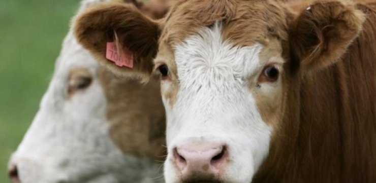 Κίνα: Παρατείνεται η έρευνα στις εισαγόμενες ποσότητες βοδινού μέχρι την 26η/1/2026