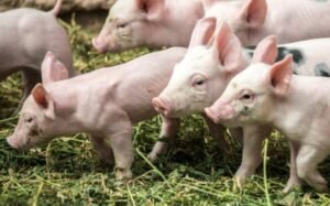 Ισπανία: Ο στρατός κινητοποιείται κατά της πανώλης των χοίρων