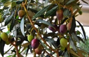 «Ανάσα» για τους ελαιοπαραγωγούς: Νέα ημερομηνία για τα ψηφιακά δελτία αποστολής