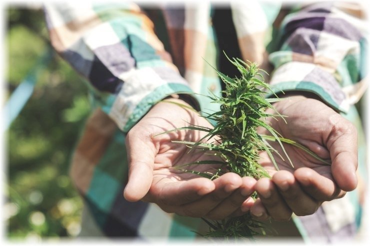 Ο Τραμπ θα αποχαρακτηρίσει την κάνναβη – Ράλι στις μετοχές του κλάδου