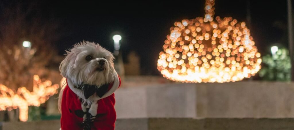 Έρευνα Klarna: Πώς επηρεάζει η ακρίβεια τους Έλληνες καταναλωτές για τις χριστουγεννιάτικες αγορές –