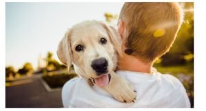 Στο μικροσκόπιο οι ιδιοκτήτες ζώων συντροφιάς – Έλεγχοι και πρόστιμα – enikonomia.gr