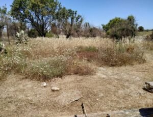 ΠΟΜΙΔΑ: Δύο προτάσεις για τον ετήσιο καθαρισμό των οικοπέδων – enikonomia.gr