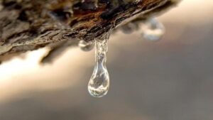 Πολύτιμα για τη Χίο τα «δάκρυα» του μαστιχόδεντρου