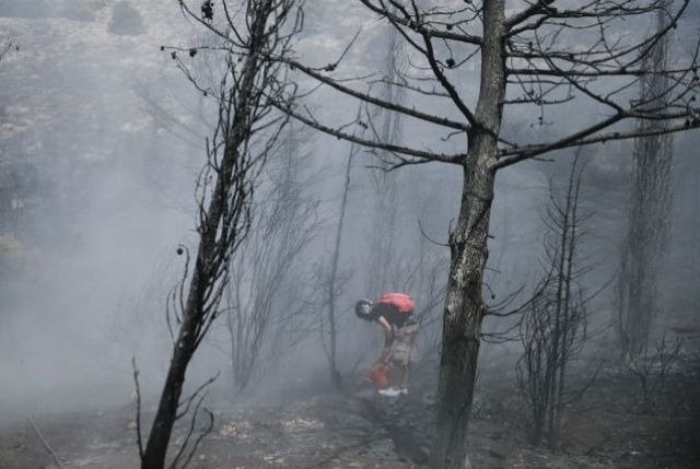 Επιστημονική Διερεύνηση των Επιπτώσεων των Πυρκαγιών του Αυγούστου στην Πάτρα και την Αχαΐα: Έλεγχος στην Τροφική Αλυσίδα