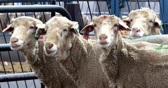 Μυτιλήνη: Κτηνοτρόφοι απέκλεισαν το λιμάνι διεκδικώντας άμεσα μέτρα στήριξης