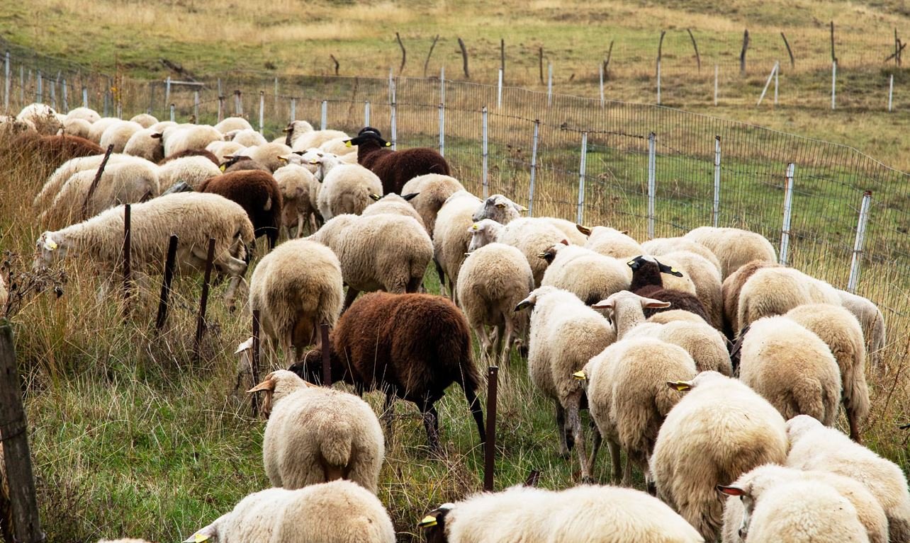 Ευλογιά των Αιγοπροβάτων: Οι Αιτίες της Έξαρσης και οι Επιπτώσεις στις Πασχαλινές Σφαγές