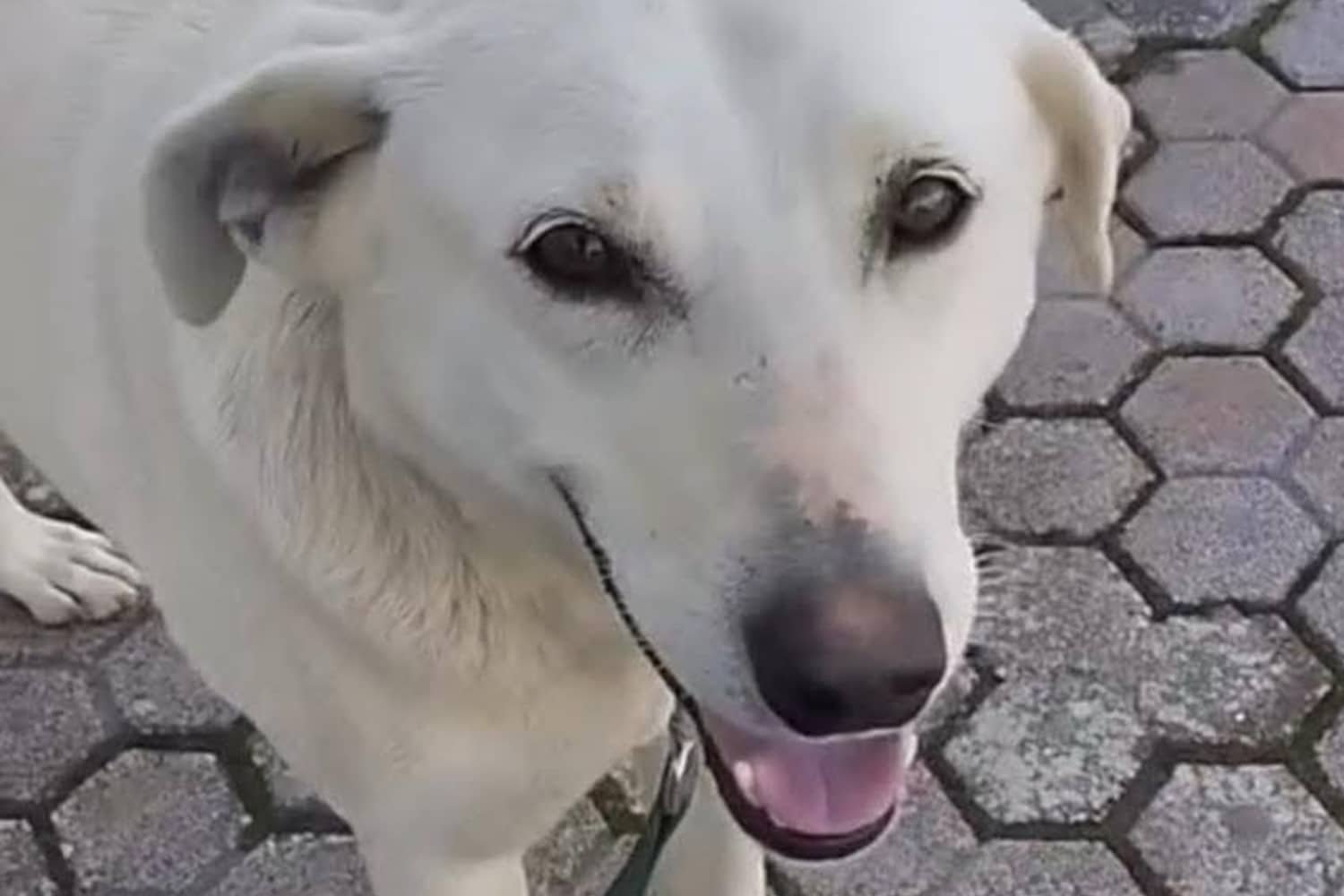 Σοκαριστική Κτηνωδία στα Χανιά: Ένα Φιλικό Σκυλάκι Βρέθηκε Θανατωμένο από Πυροβολισμούς