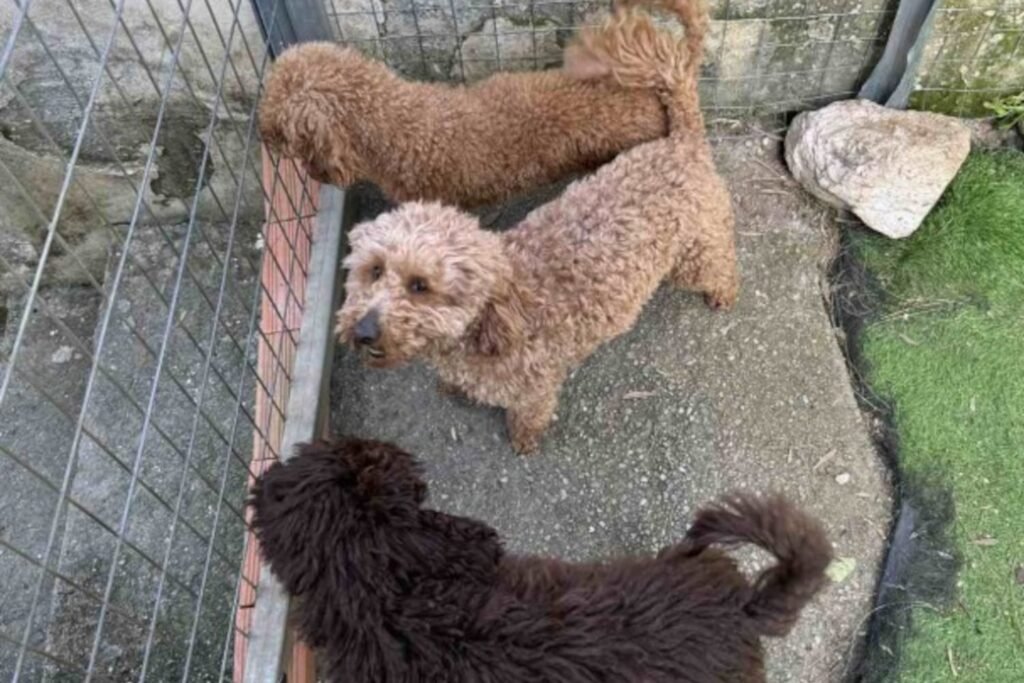 Σάμος: Δικογραφία για Παράνομη Αναπαραγωγή και Κακοποίηση Ζώων Συντροφιάς