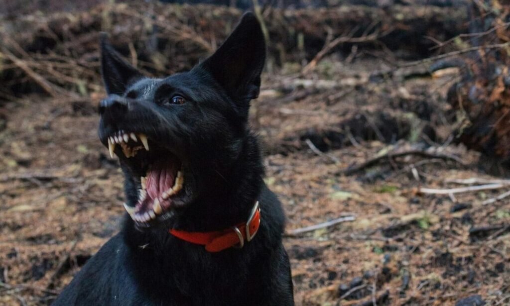 Σοκ στην Πιερία: Εισαγγελική παρέμβαση μετά από άγρια επίθεση σκύλων σε 61χρονη Γερμανίδα – Νοσηλεύεται στη ΜΕΘ