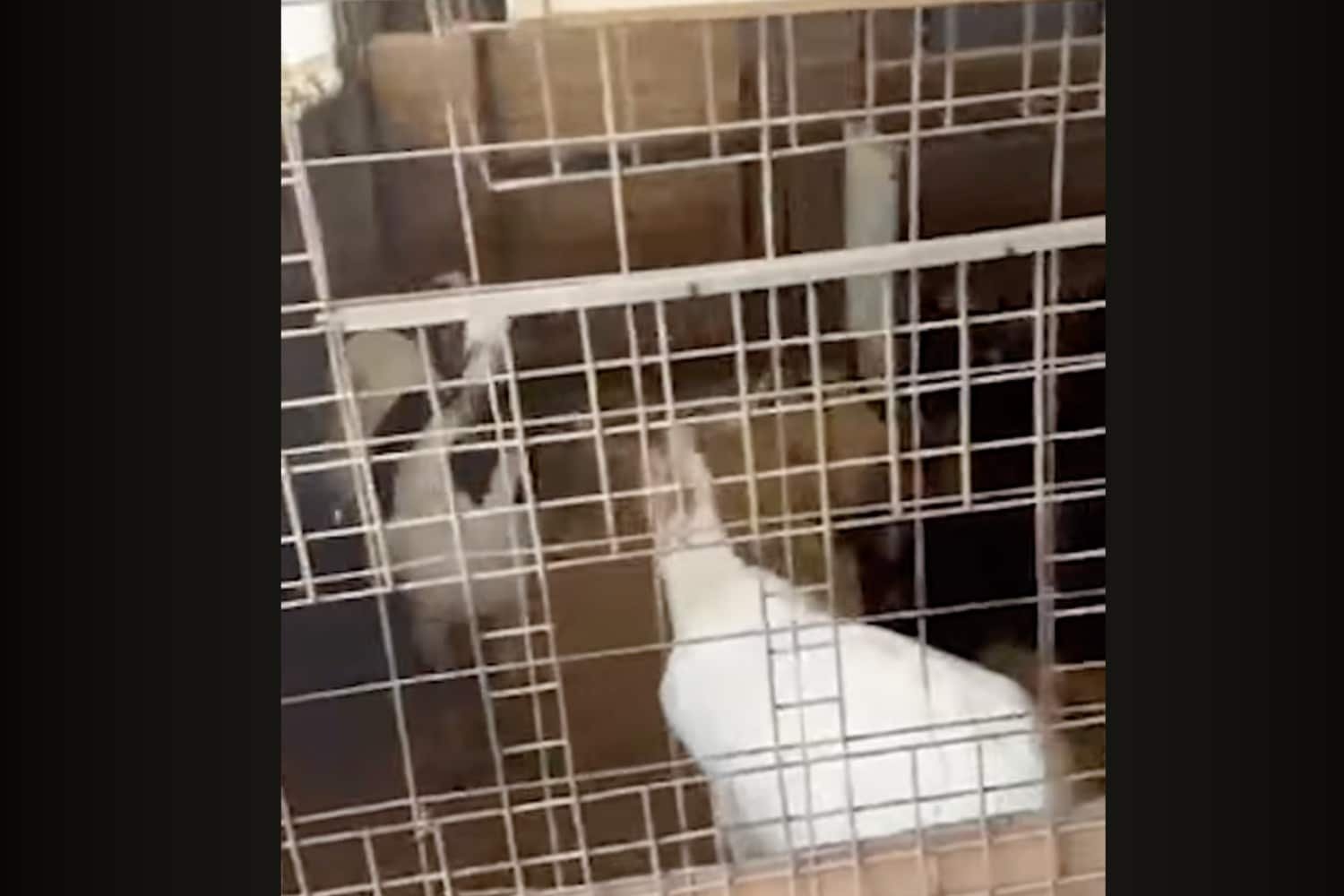 Αμπελόκηποι: Φωτογραφίες και βίντεο αποκαλύπτουν παράνομη εκτροφή ζώων σε ταράτσα πολυκατοικίας – Σχηματίστηκε δικογραφία