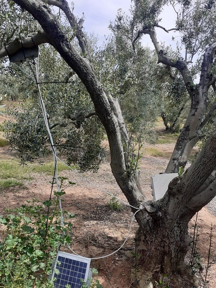 Αγουρέλαιο Χαλκιδικής: Καινοτόμο Πρωτόκολλο Παραγωγής με Ευφυή Συστήματα Ενισχύει την Ποιότητα και τις Δυνατότητες των Ελαιοκαλλιεργητών