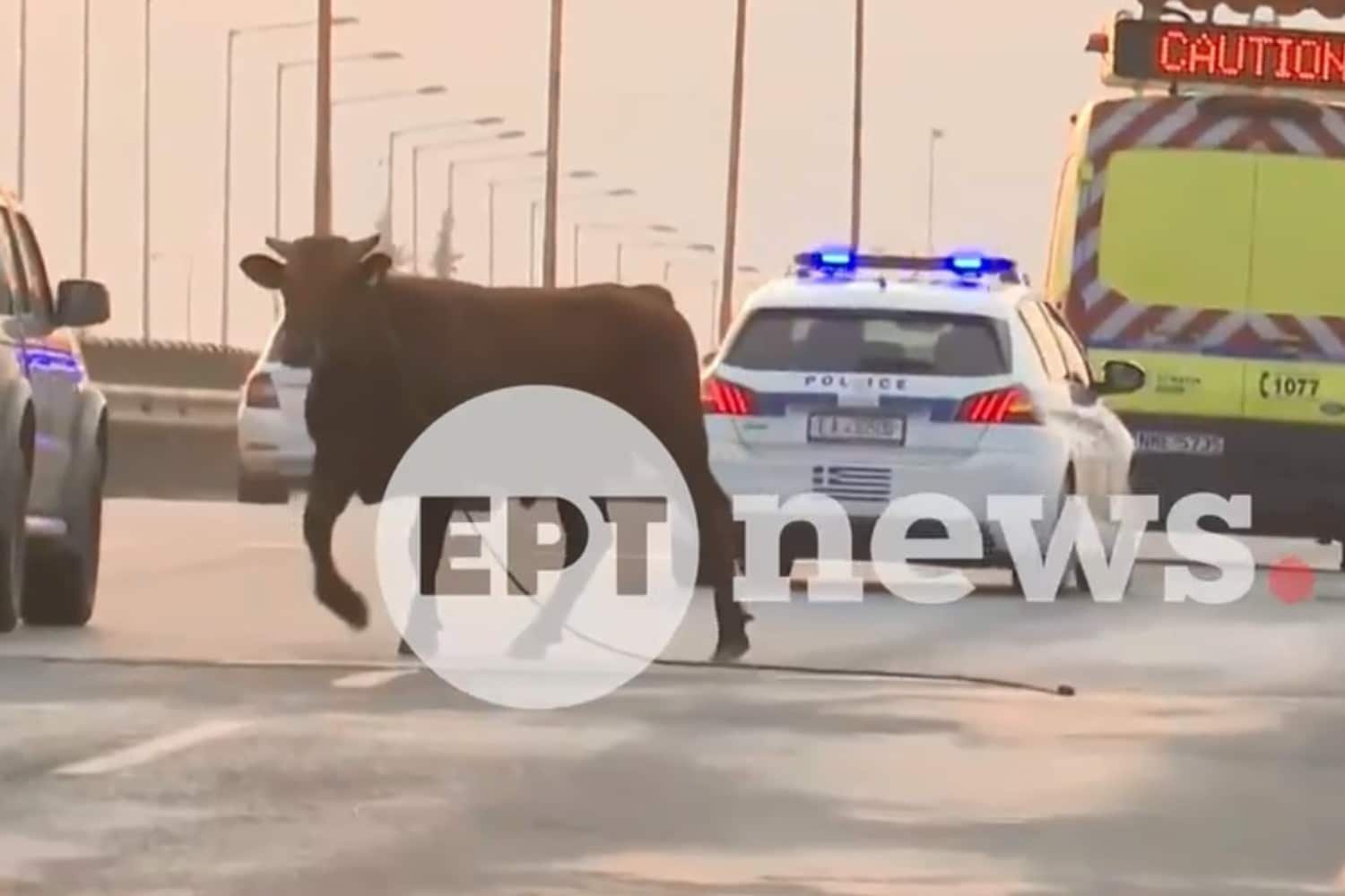 Αδιανόητο Σκηνικό στη Θεσσαλονίκη: Αγελάδα στο Δρόμο Προκαλεί Χάος – Επέμβαση της Αστυνομίας για Ασφάλεια (Βίντεο)