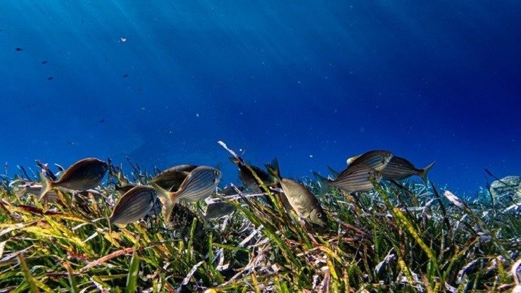 WWF: Τα Ιχθυαποθέματα στη Μεσόγειο σε Κρίσιμο Σημείο – Πώς να Κάνετε Συνειδητές Επιλογές Ψαρικών