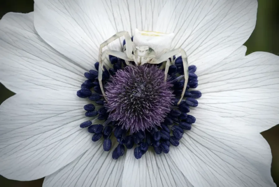 «Μικρές Ιεροτελεστίες της Άνοιξης»: Ένα Ανθοστόλιστο Ρέκβιεμ από το Μέλλον στον Λόφο Art Project έως την 1η Μαΐου