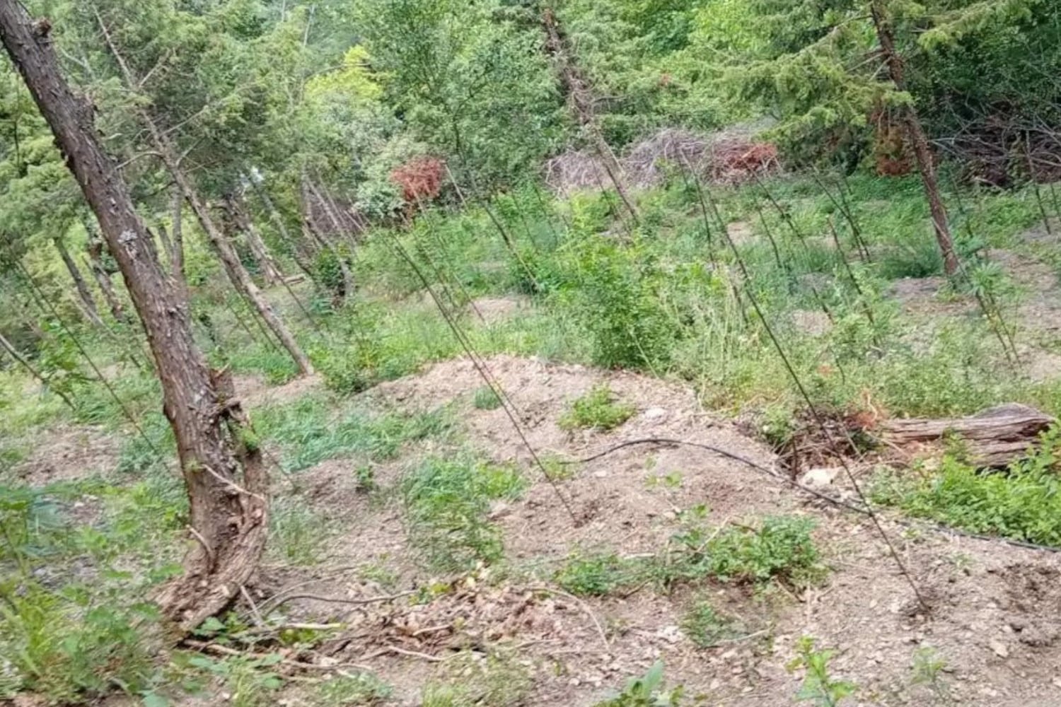 Εντοπίστηκε Μεγάλη Χασισοφυτεία Δύο Στρεμμάτων στη Φωκίδα – Άγνωστοι οι Καλλιεργητές, Έρευνες σε Εξέλιξη