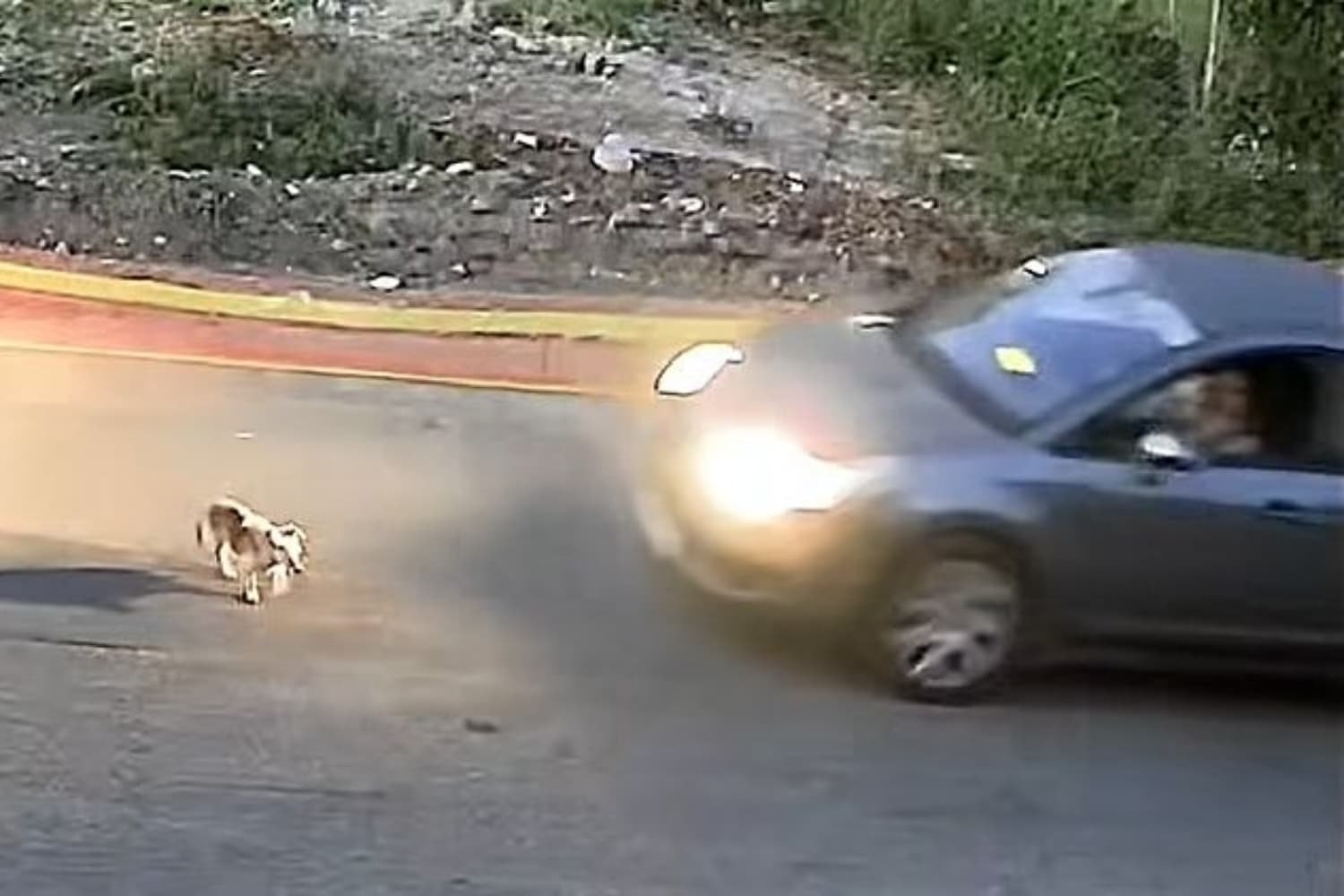 Τραγικό περιστατικό στη Γαστούνη: Οδηγός σκότωσε σκύλο, ισχυρίζεται ότι νόμιζε πως πάτησε σαμαράκι ή πέτρα