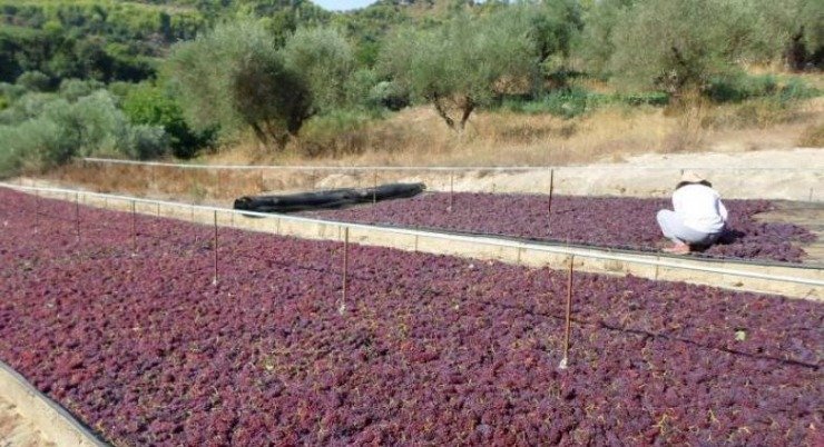 Η φετινή παραγωγή κορινθιακής σταφίδας προβλέπεται αυξημένη κατά 15% έως 20%