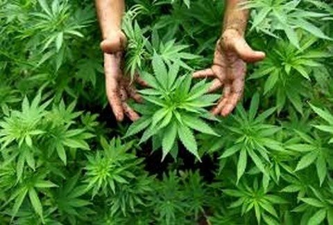 Εξαρθρώθηκε Μεγάλη Φυτεία Κάνναβης 4.600 Δενδρυλλίων σε Δασική Περιοχή της Φθιώτιδας – Τρία Άτομα Συνελήφθησαν