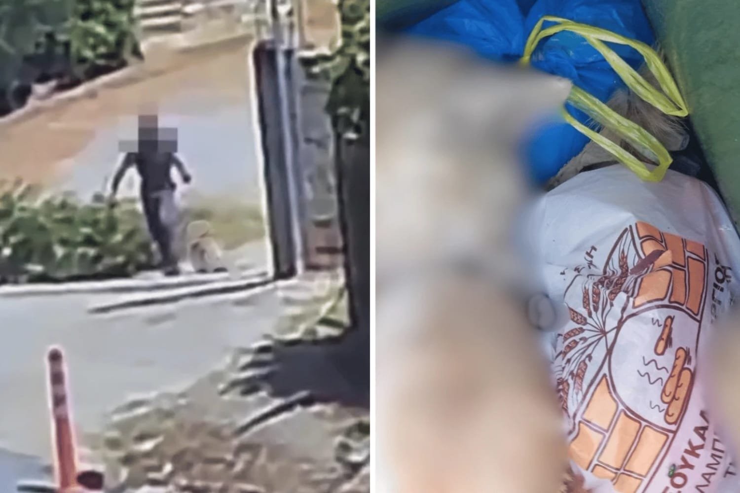 Σοκαριστικό περιστατικό στο Άστρος Κυνουρίας: Νεκρός σκύλος με σύρμα στον λαιμό βρέθηκε σε κάδο απορριμμάτων, βίντεο δείχνει άνδρα να τον μεταφέρει