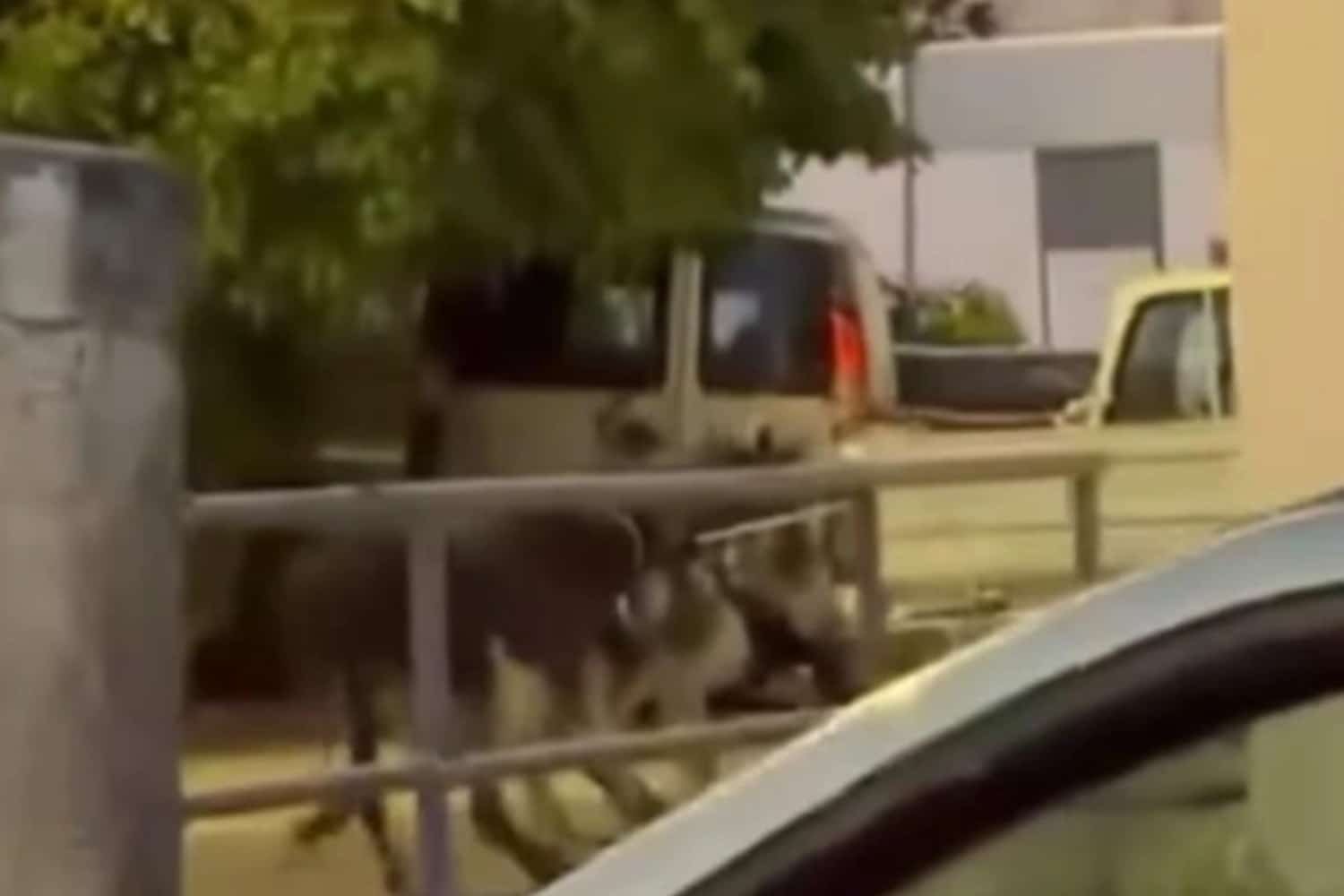 Σοκ και οργή στη Ρόδο: 56χρονος έσερνε γαϊδουράκια δεμένα στο αγροτικό του – Δείτε βίντεο-σοκ