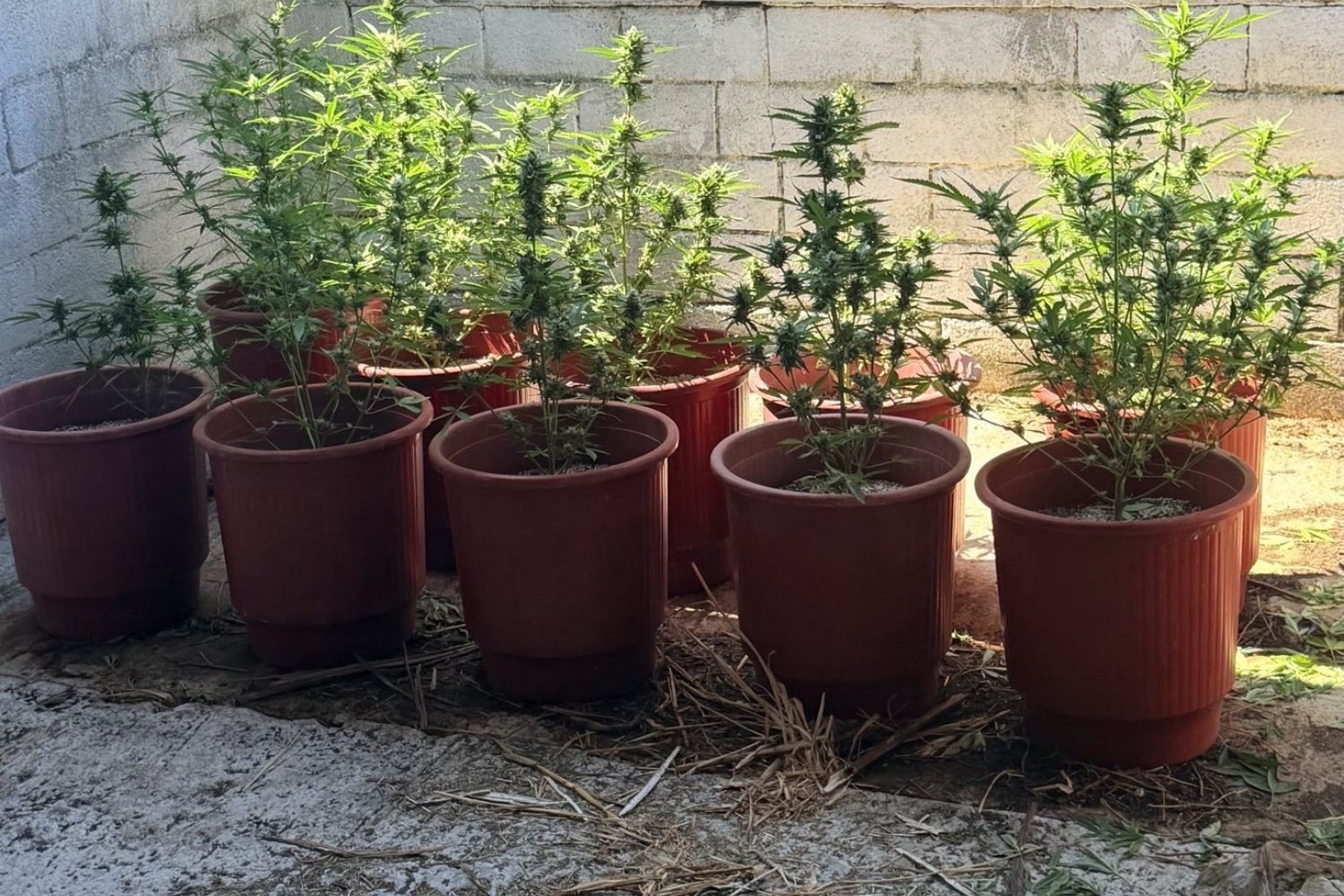 Λέσβος: Σύλληψη ημεδαπού για καλλιέργεια και διακίνηση κάνναβης – Κατασχέθηκαν 33 δενδρύλλια και 217 γραμμάρια χασίς