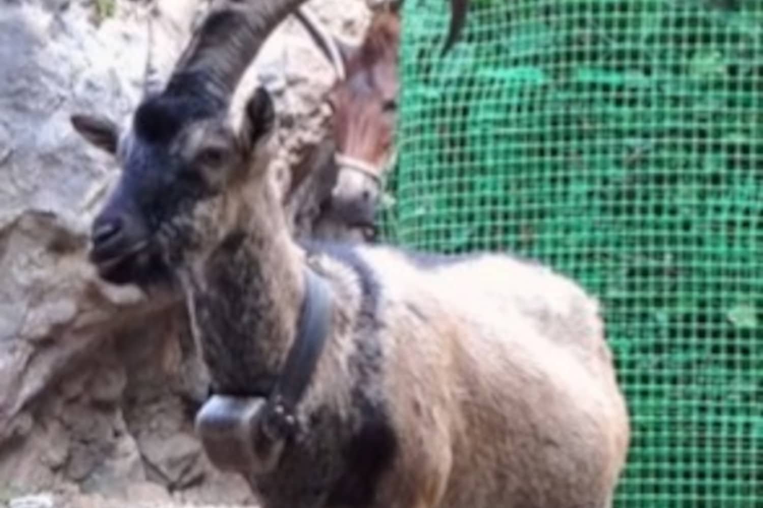Σοβαρή Καταγγελία για Θανάτωση, Ψήσιμο και Κατανάλωση Κρι-κρι στο Φαράγγι της Σαμαριάς – Εντατικές Ανακρίσεις σε Εξέλιξη