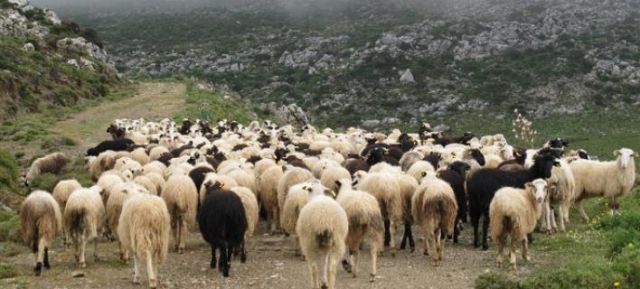 Επιβολή Έκτακτων Μέτρων στην Καστοριά για την Αντιμετώπιση της Ευλογιάς των Προβάτων