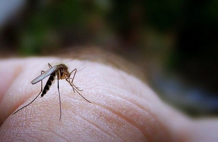 Ιατρικός Σύλλογος Αθηνών: Άμεση Ανάγκη για Ενίσχυση των Μέτρων Καταπολέμησης Κουνουπιών Λόγω Αύξησης Κρουσμάτων Δυτικού Νείλου