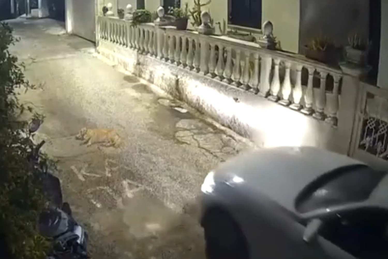 Τραγωδία στην Κέρκυρα: Οδηγός Αντιμετωπίζει την Δικαιοσύνη για Σκόπιμη Θανάτωση Σκύλου