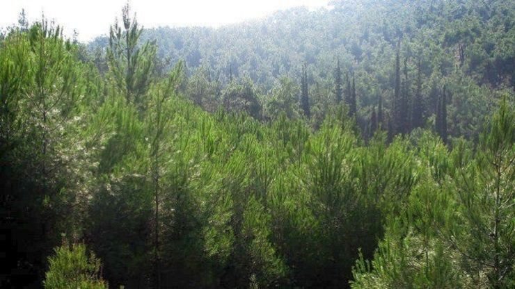 Χαλκιδική: Ειδική Απαγόρευση Κυκλοφορίας σε Δασικές Περιοχές για την Προστασία από Δασικές Πυρκαγιές