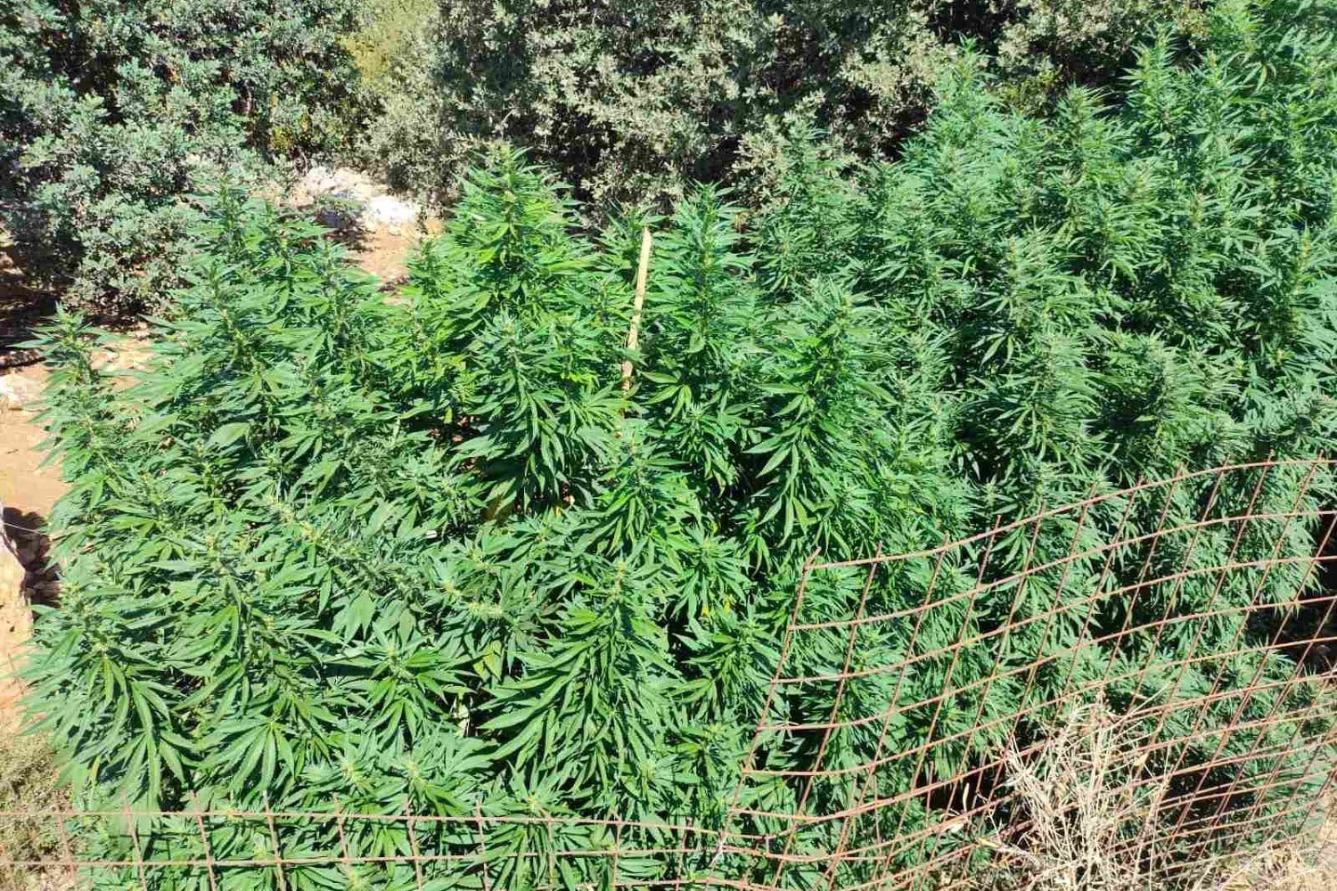 Εκτεταμένη Αστυνομική Επιχείρηση στο Ρέθυμνο: Εκριζώθηκαν 114 Δενδρύλλια Κάνναβης, Συνελήφθησαν Δύο Άτομα