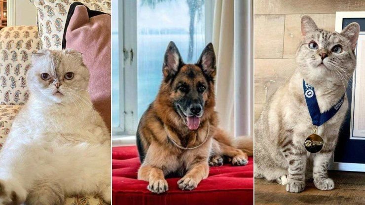 Η Ανθηρή Άνοδος του Pet Sitting στην Ελλάδα: Από Ανάγκη σε Οργανωμένη Υπηρεσία Φροντίδας