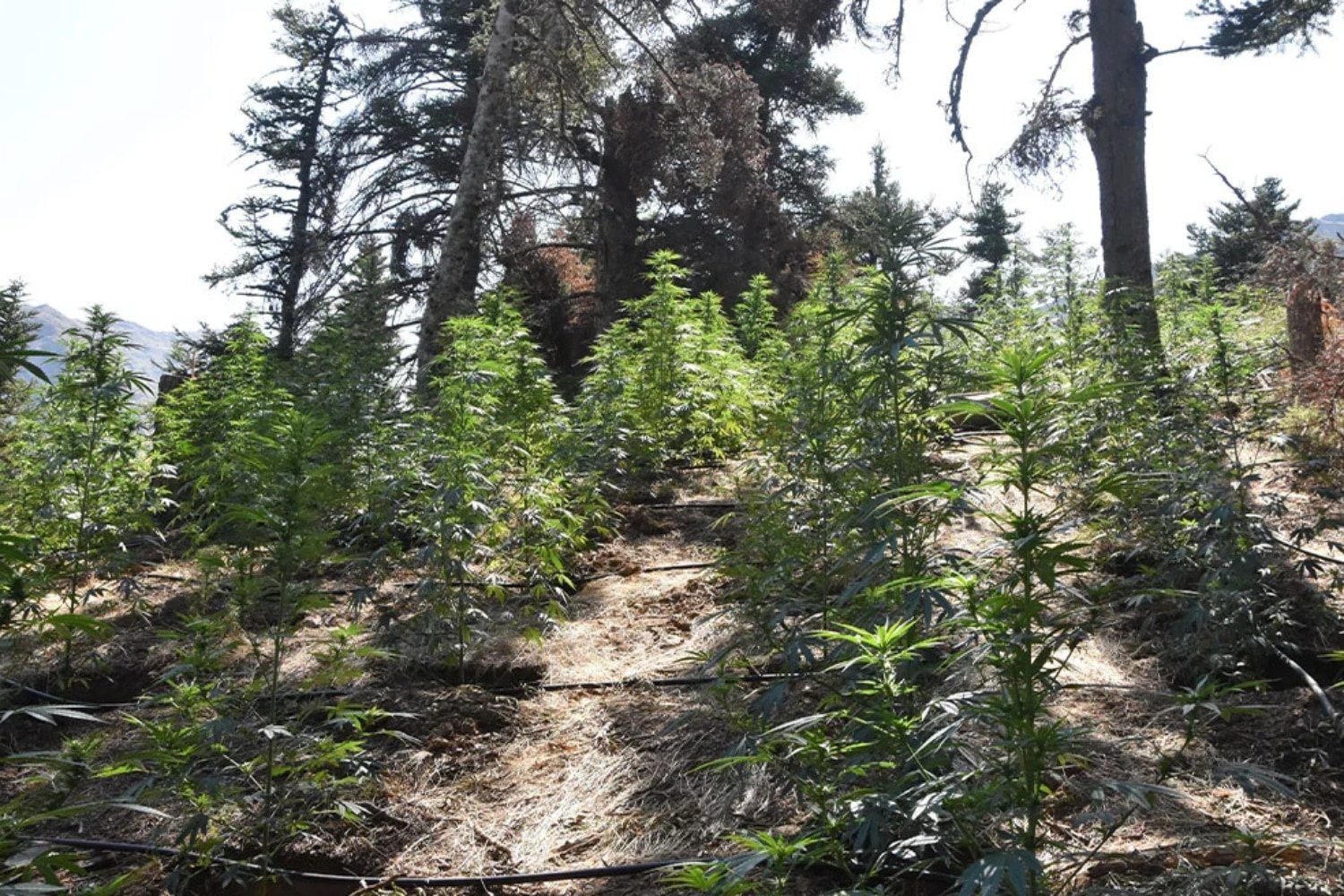 Κορινθία: Ξεθάφτηκε τεράστια φυτεία κάνναβης 2.189 δενδρυλλίων – Εκτιμώμενο παράνομο κέρδος 3,3 εκατομμυρίων ευρώ