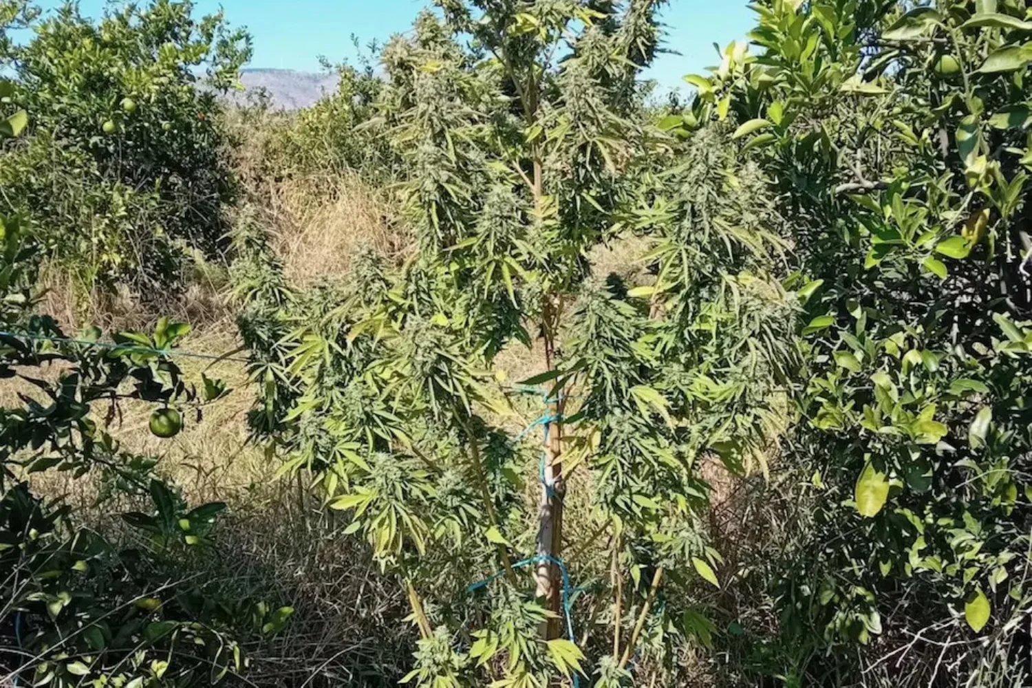 Μεσολόγγι: Συνελήφθη άνδρας για καλλιέργεια κάνναβης – Βρέθηκαν τέσσερα δενδρύλλια και 70 γραμμάρια - Lawandorder.gr