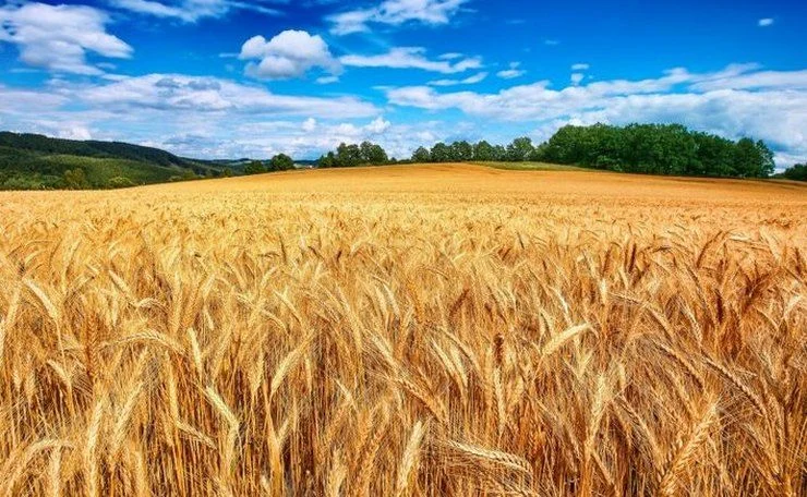 Εσθονία: Απαγορεύει τη διέλευση ρωσικών και λευκορωσικών σιτηρών από το έδαφός της